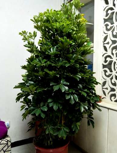 客厅盆栽植物有哪些大型盆栽植物？