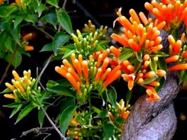 炮仗花是常绿植物吗？照片中，炮仗花是常绿植物吗？