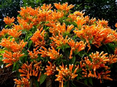 炮仗花是常绿植物吗？照片中，炮仗花是常绿植物吗？