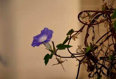 牵牛花语言和图片，牵牛花语言和图片