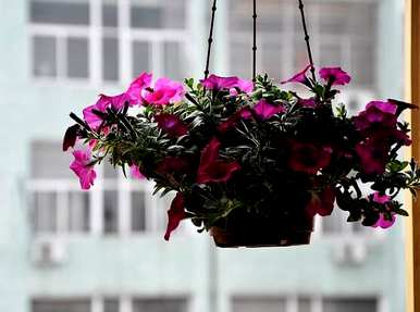 牵牛花语言和图片，牵牛花语言和图片