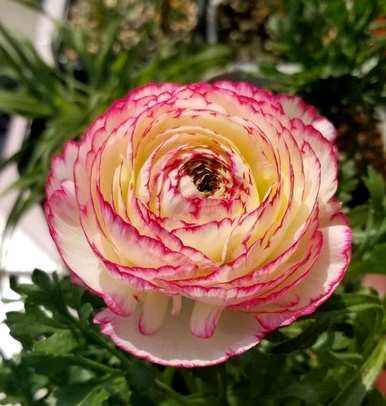 什么时候种花毛颉，怎么种花毛颉球？