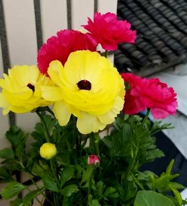 什么时候种花毛颉，怎么种花毛颉球？