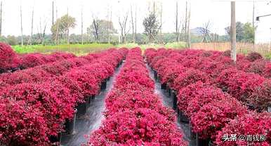 如何种植红花掌木？㈣钥匙