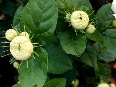 茉莉老桩怎么分盆，茉莉老桩怎么养？