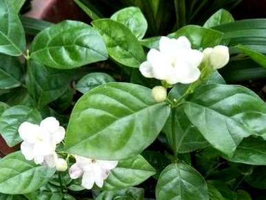 茉莉老桩怎么分盆，茉莉老桩怎么养？
