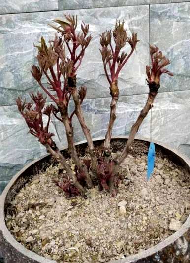 盆栽牡丹开花几年，牡丹幼苗开花几年