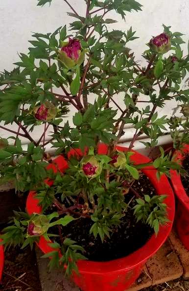 盆栽牡丹开花几年，牡丹幼苗开花几年