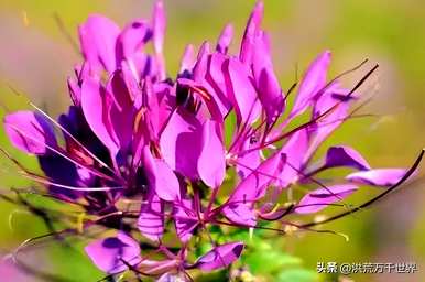 戴金凤尾花耳环的意思是什么？凤尾花的意思是什么？