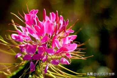 戴金凤尾花耳环的意思是什么？凤尾花的意思是什么？