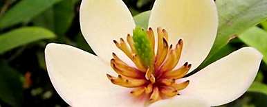 家里含笑花有毒吗？如何养活含笑花？