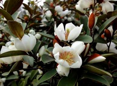家里含笑花有毒吗？如何养活含笑花？