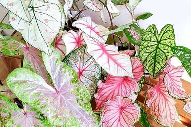 常用的室内观花植物有哪些，室内观花观叶植物有哪些？