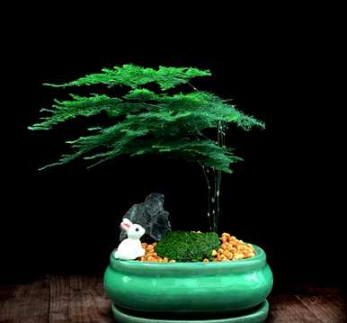 哪种竹子适合庭院种植，庭院种植竹子效果图