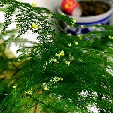 哪种竹子适合庭院种植，庭院种植竹子效果图
