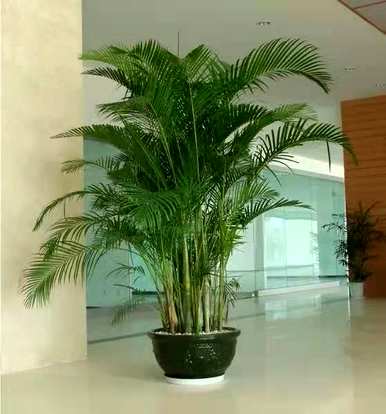 哪种竹子适合庭院种植，庭院种植竹子效果图
