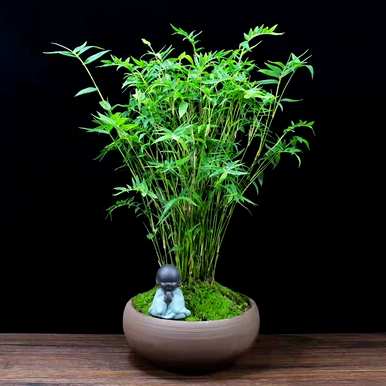 哪种竹子适合庭院种植，庭院种植竹子效果图