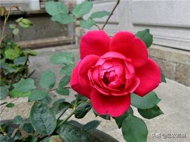 玫瑰在什么季节开放？玫瑰在什么季节开放？