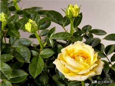 玫瑰在什么季节开放？玫瑰在什么季节开放？