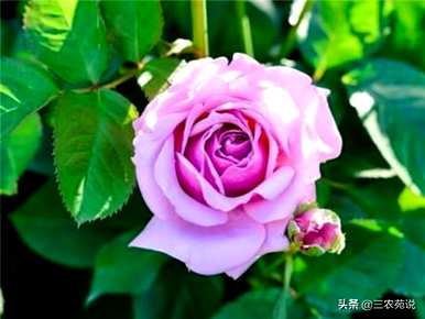 玫瑰在什么季节开放？玫瑰在什么季节开放？