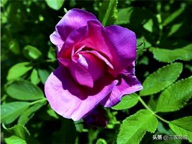 玫瑰在什么季节开放？玫瑰在什么季节开放？