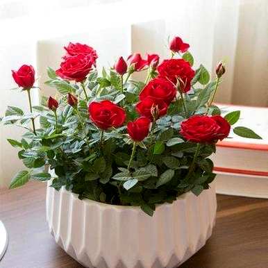 月季花适宜的气候条件，月季花的种植条件是什么？