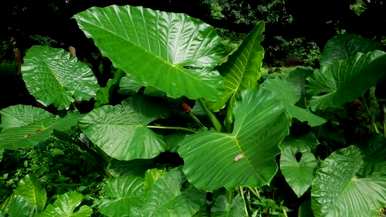 如何种植滴水观音