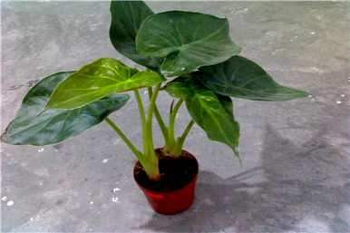 如何种植滴水观音