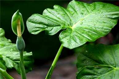 如何种植滴水观音