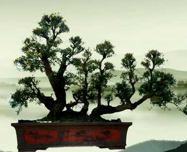 赤楠木盆景在家养好吗？赤楠木盆栽怎么养？
