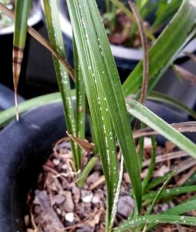 水培兰花的叶子发黄是怎么回事？水培兰花的黄叶怎么办？