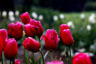 郁金香花语和寓意是什么，郁金香花语和寓意是什么？