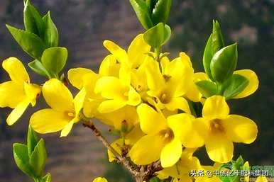 什么季节开迎春花，什么季节开迎春花？