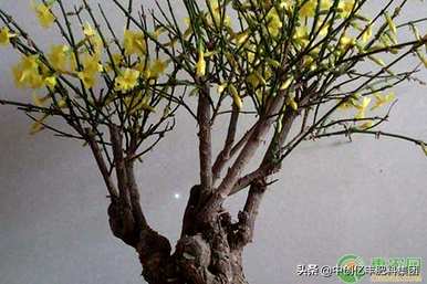 什么季节开迎春花，什么季节开迎春花？