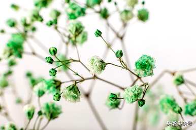 什么是满天星的花语，向日葵加满天星的花语？