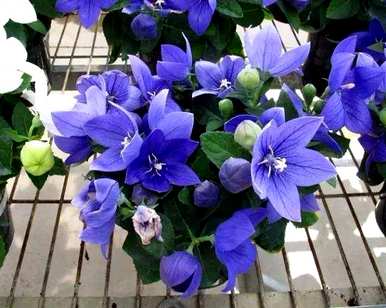 什么样的紫花，什么样的紫花？