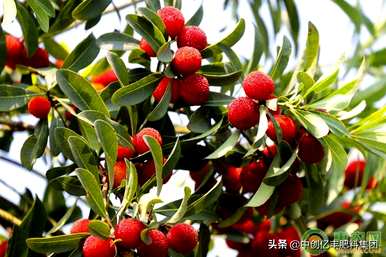 杨梅树怎么种最好？杨梅树怎么种？