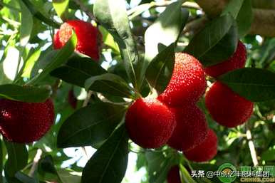 杨梅树怎么种最好？杨梅树怎么种？