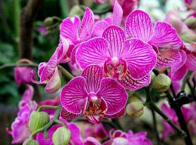 蝴蝶兰花怎么养才好？蝴蝶兰花怎么养？
