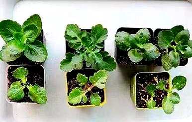 五月份如何移栽长寿花？