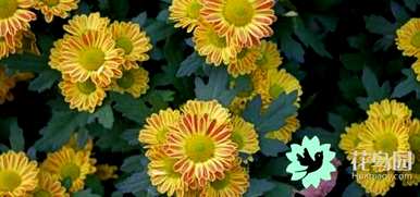 菊花的句子是美丽的短句，菊花代表什么意思？