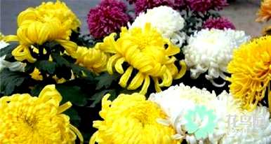 菊花的句子是美丽的短句，菊花代表什么意思？