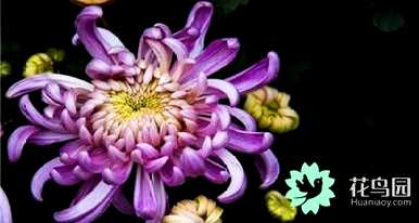 菊花的句子是美丽的短句，菊花代表什么意思？