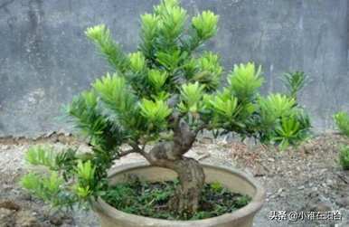 红芽罗汉松怎么养？红芽太子妃罗汉松