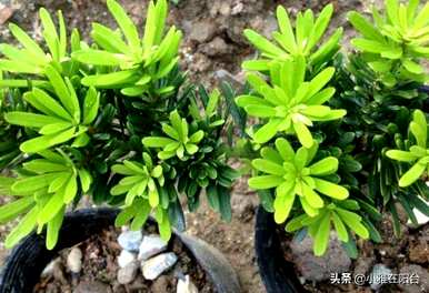 红芽罗汉松怎么养？红芽太子妃罗汉松