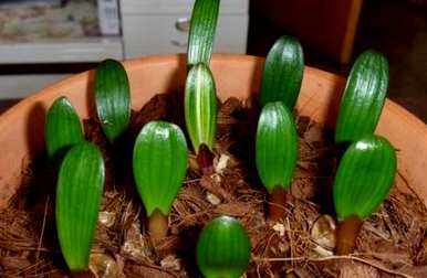 君子兰籽如何种植？君子兰籽在刨花中种植了几个月
