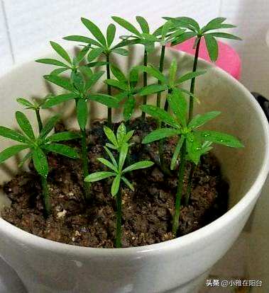 红芽罗汉松怎么养？红芽太子妃罗汉松