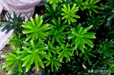 红芽罗汉松怎么养？红芽太子妃罗汉松