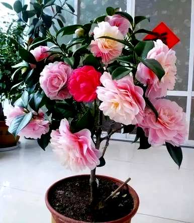 耐寒不怕晒好养的露台花，好养的耐寒花有哪些？