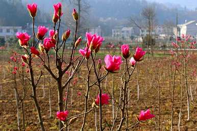 玉兰花什么时候开？白玉兰花一年开几次？